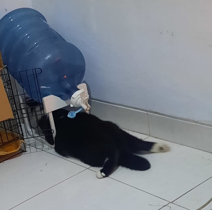 takjil manis🐱 tweet media