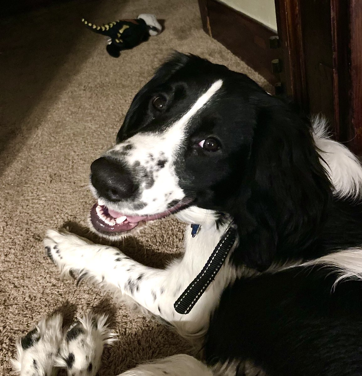 ClawsFins's tweet photo. A happy boy and a winky man. Finn is growing up so fast. Now 7 months old. #puppy #cutepets #dog #pets #cutedog #springerspaniel https://t.co/D5JaIz3O6Y