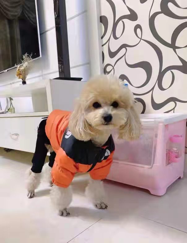 petmaxdesign's tweet photo. Cute teddy！😜
#teddy #cute #dog https://t.co/Y1XkT8xw9Y