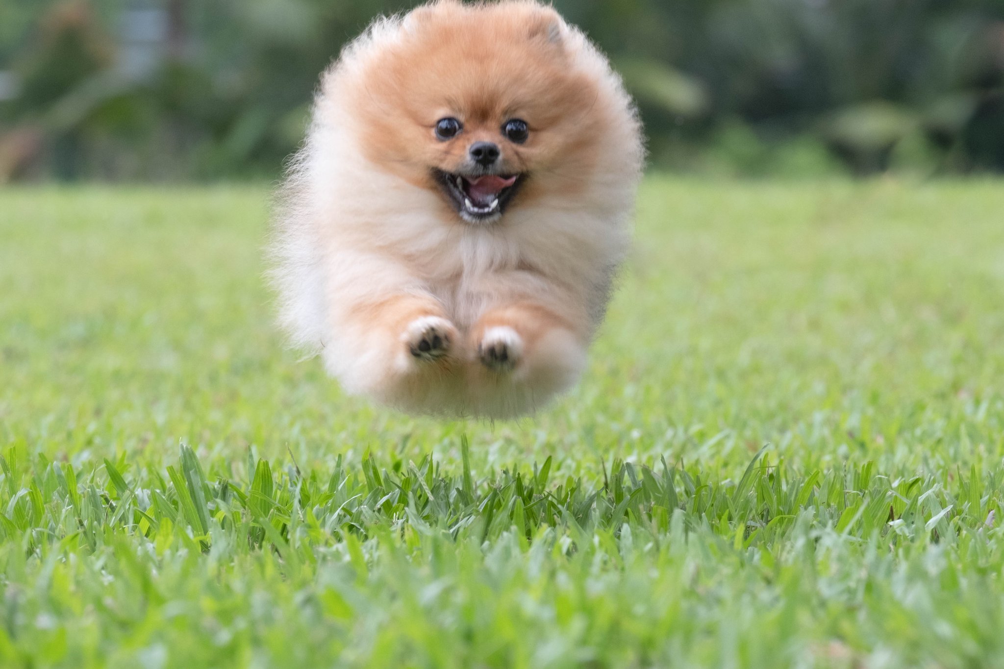 ポメラニアンのぽぽちゃん Popo Thepom Twitter