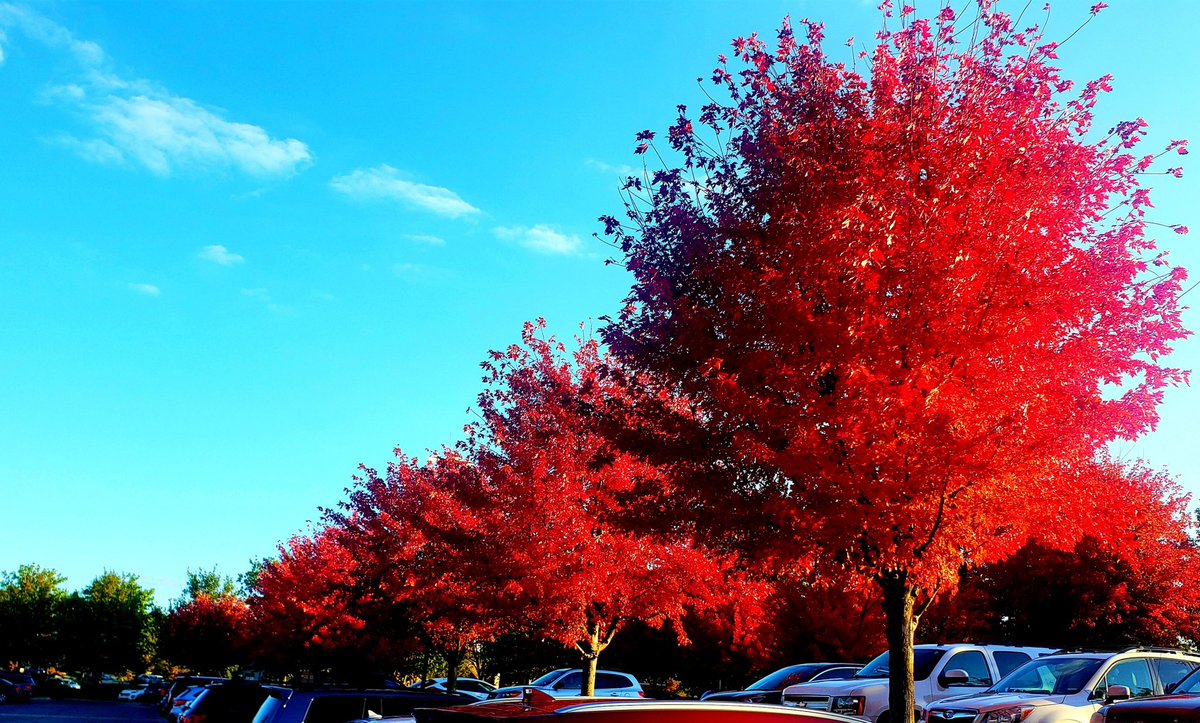 DanitaM77's tweet photo. Loving the beautiful fall trees today in the parking lot @wregional They looked like they were on fire. #fallbeauty #wrmc #AutumnLeaves https://t.co/n1kvqsbcCz
