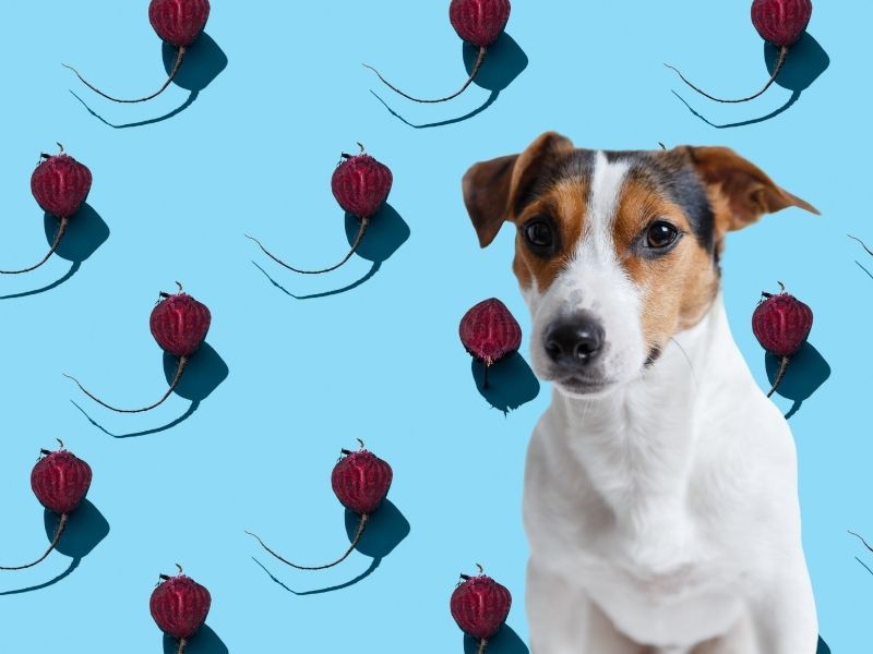 ImproveDogs's tweet photo. Can Dogs Eat Beets? Discover The Benefits And Risks Of Beet Meals For Dogs
▸ https://t.co/YsTZXia2YW

#Improvedogs #Dogs #Dog #Dogsoftwitter #Dogtraining #Dognutrition #Dogbehavior #Dogscare #Dogsafety #NutritionAndDiet #improvedogs #dogs #dog #dogsoftwitter #dogtraining https://t.co/4ym4VqzTMs
