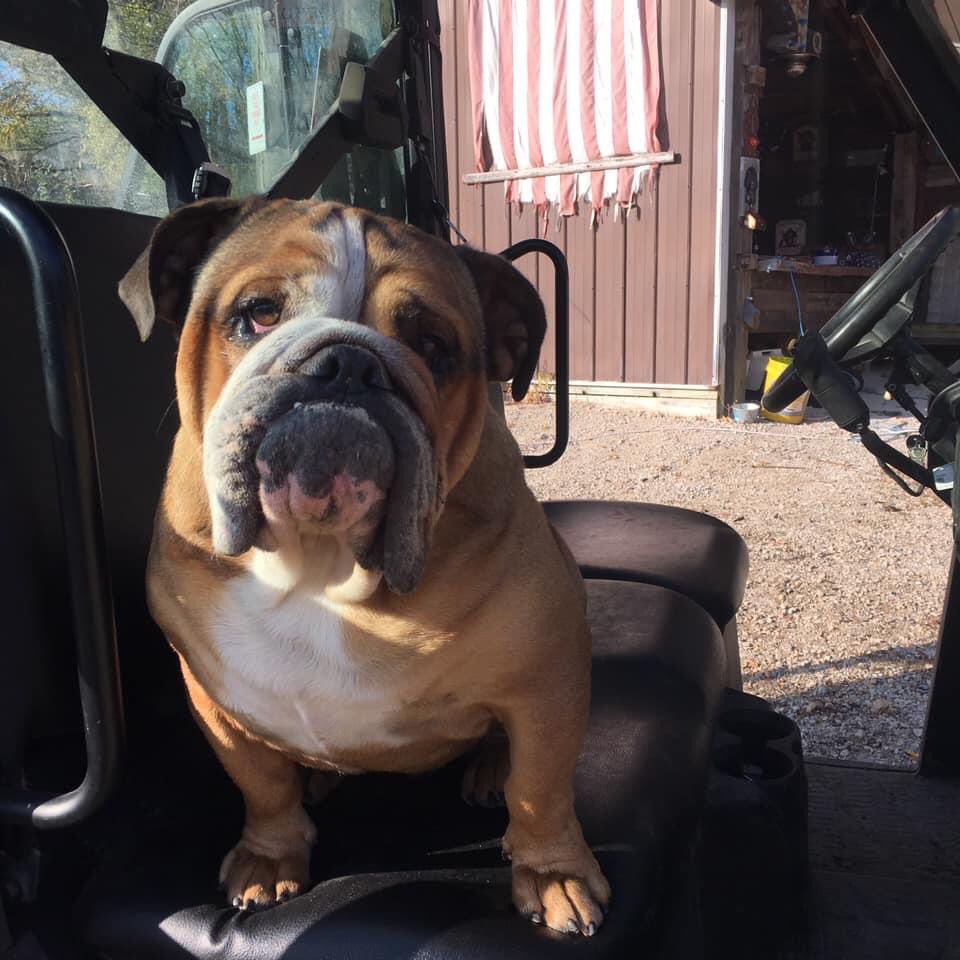 Sometimes my Bulldog looks like I feel after a stressful day at school.