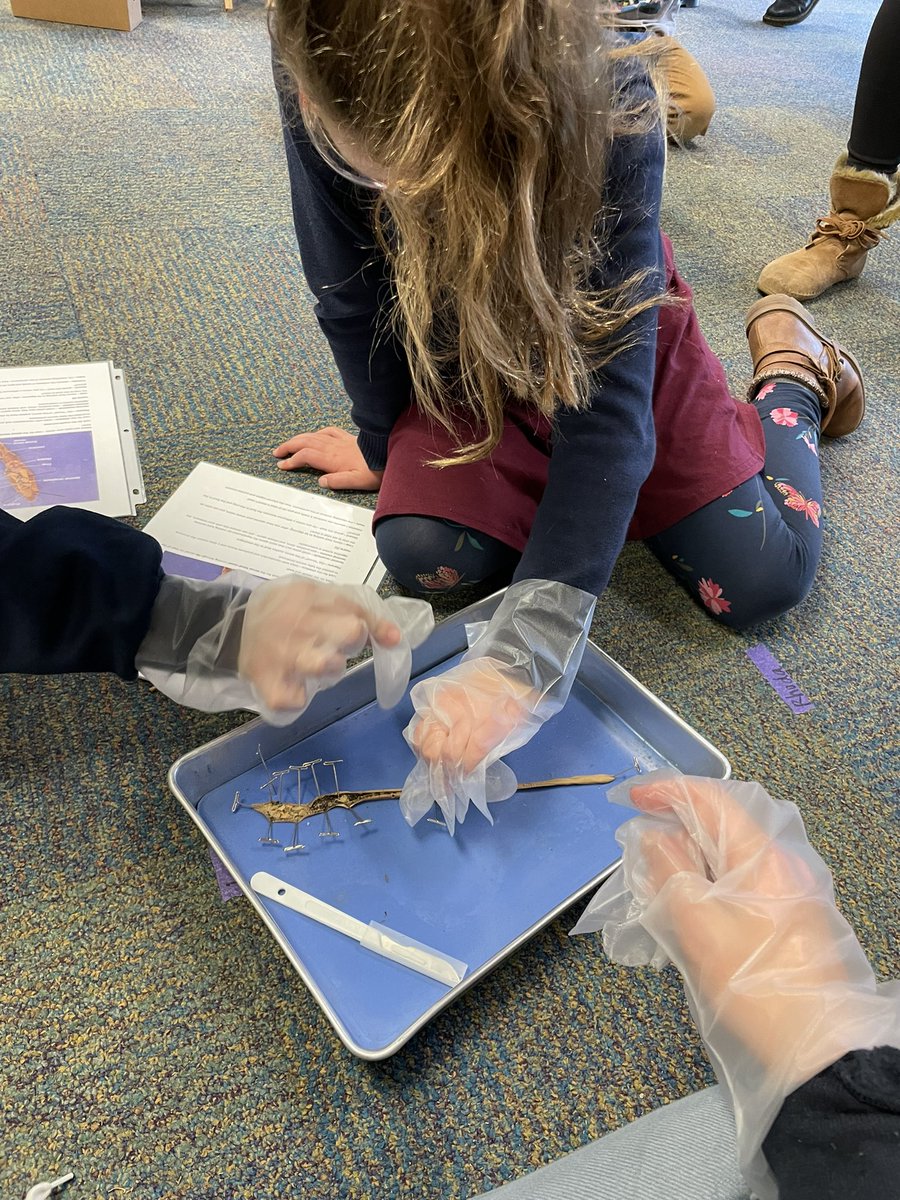 ms_panek's tweet photo. We had the awesome opportunity to engage in a worm disection with first graders @IpsButlerLab55 today! They impressed me with their excitement and knowledge about worms! They are such amazing scientists!! 🥽#bublocka @ButlerCOE https://t.co/CDMlDZDPvy
