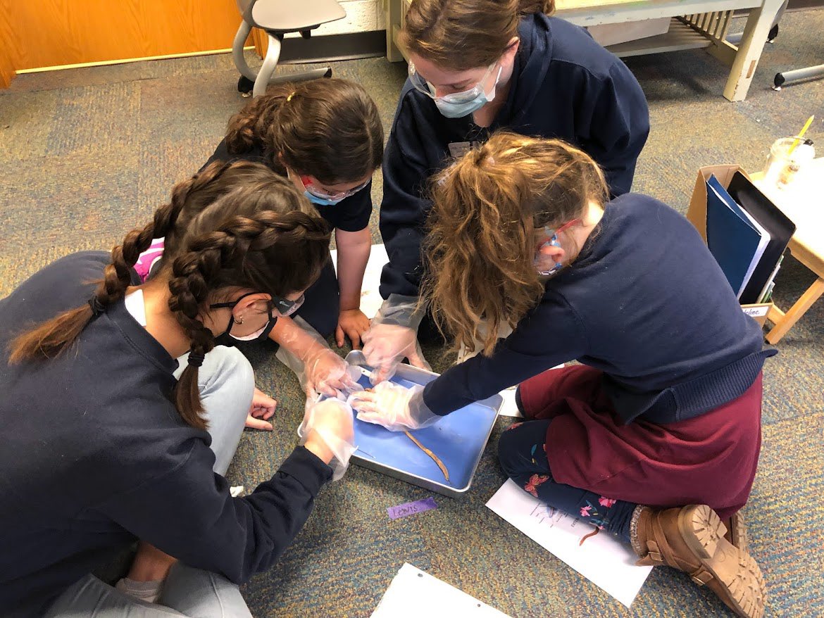 ms_panek's tweet photo. We had the awesome opportunity to engage in a worm disection with first graders @IpsButlerLab55 today! They impressed me with their excitement and knowledge about worms! They are such amazing scientists!! 🥽#bublocka @ButlerCOE https://t.co/CDMlDZDPvy