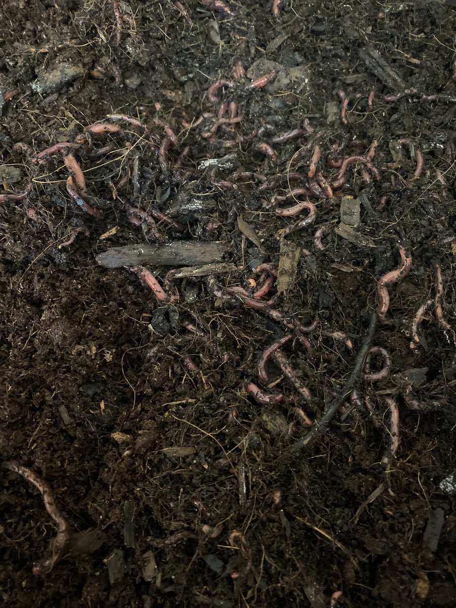 edavenport79's tweet photo. Bringing #outdooreducation into the school…@megswiebe and I set up the worm bin today @MatsquiElem!  It’s exciting🪱🪱.  @kari_petzold @TammySiganakis #abbyschools https://t.co/afxkeHWVP3