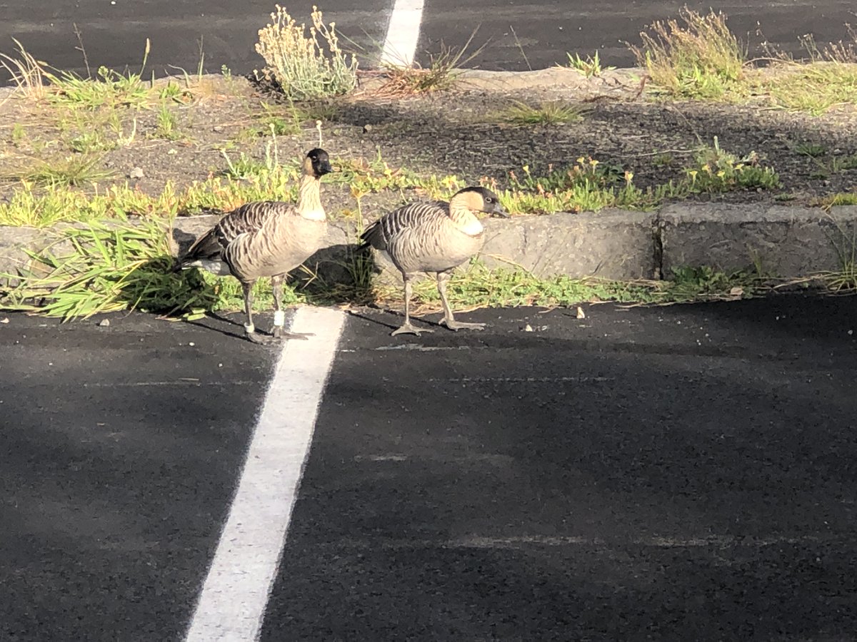 Volcanoes_NPS's tweet photo. Crater Rim Drive past Kīlauea Overlook, the parking lot and restrooms at the former Jaggar Museum, and the Uēkahuna west eruption viewing area will close at 5 p.m. today until further notice to protect a pair of native geese that nesting in the area. 

#RespectWildlife https://t.co/yxSgBSvPuI