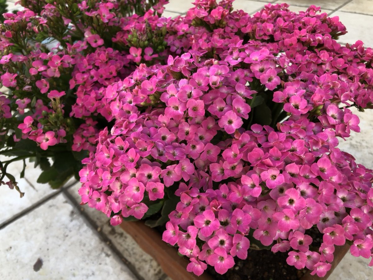 Top Tweets For カランコエ Twstalker