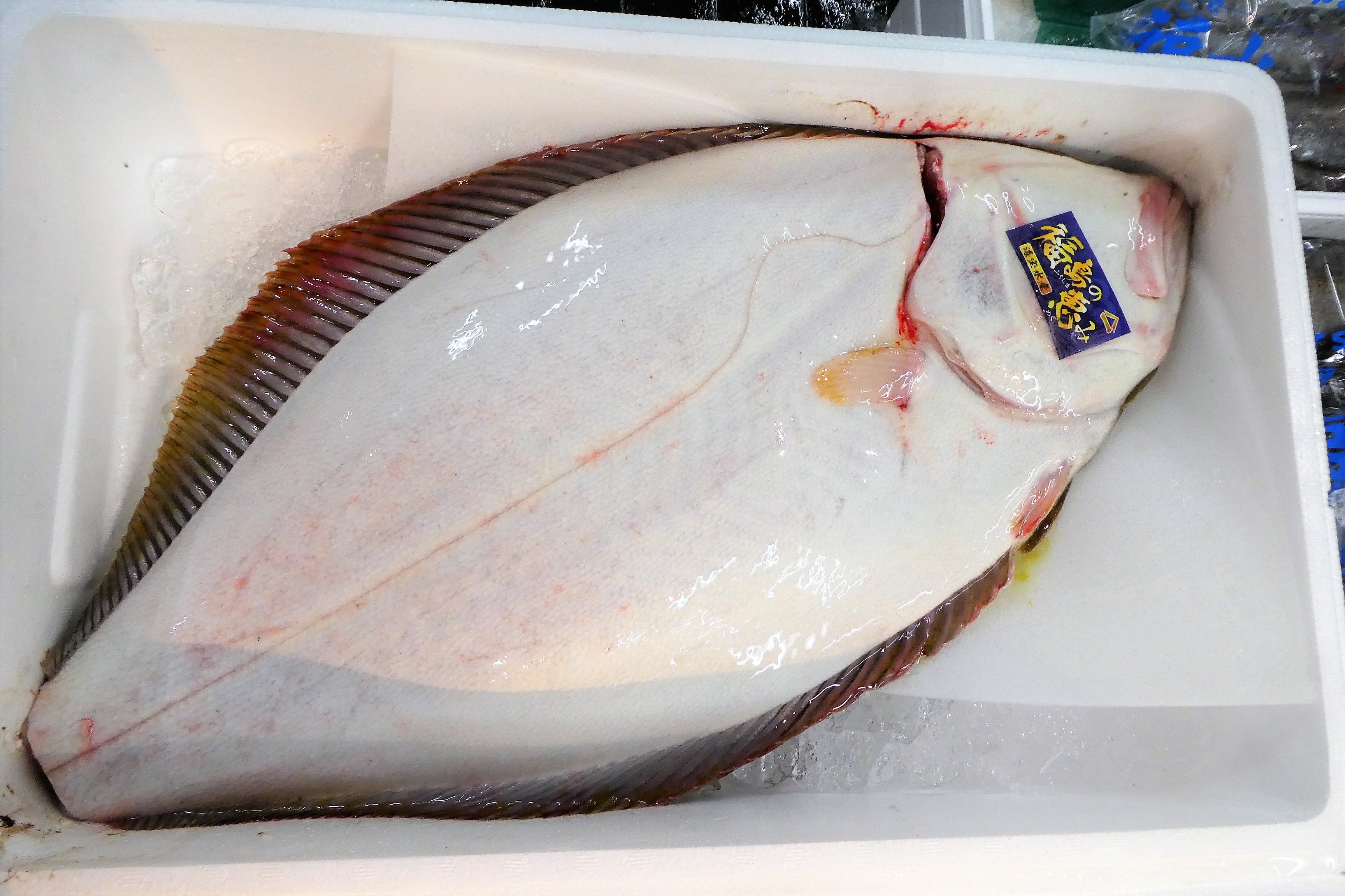 Twitter 上的 ザ 豊洲市場 公式 ヒラメ これから旬を迎える白身魚の代表 カレイ類と見分けるのに 左ヒラメに右カレイ といわれますが これはヒラメの眼が体の左側にあるため 写真は無眼側 ヒラメはマコガレイなどと違って 大きな口と強大な歯を持ってい