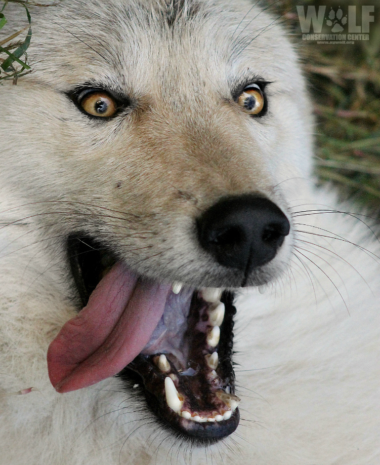 nywolforg's tweet photo. HELLO, FRIDAY 🐺 https://t.co/sb7OR8sCMF