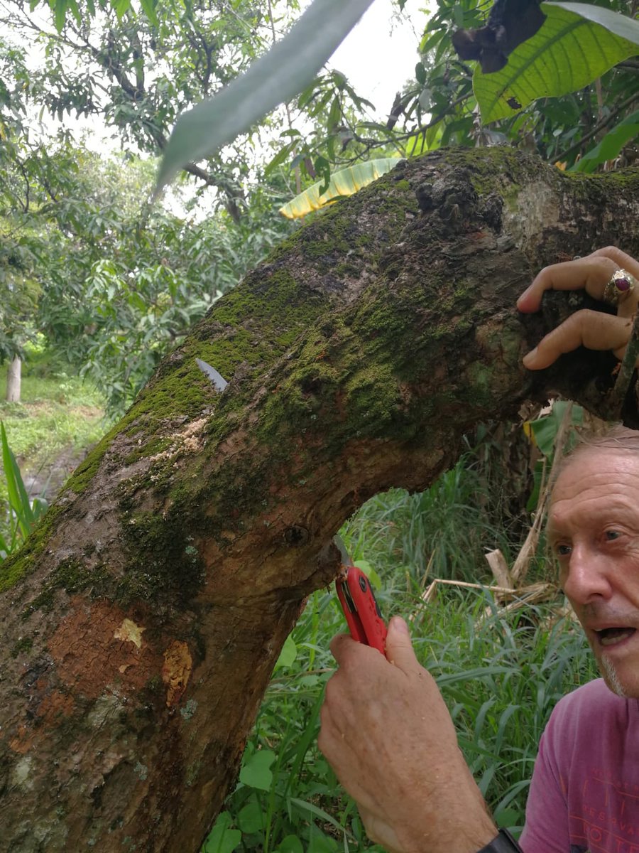 Asian Myrmecology tweet media