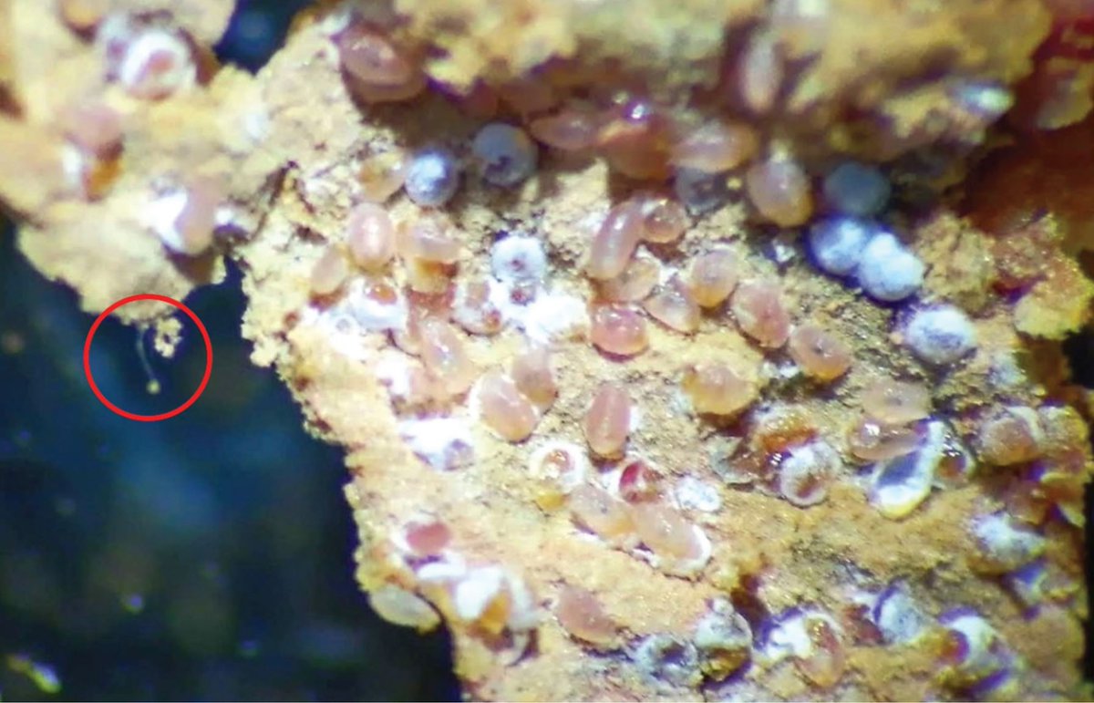 Asian Myrmecology tweet media