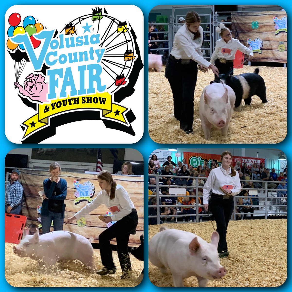 CityAggie's tweet photo. #Day2 @VCFair: Breeding Swine Show! Small show tonight but filled with high quality kids &amp; hogs! #TaylorFFA got to watch as a @TMHSWildcats was named Sr Showmanship Champion! A coveted award, this @WildcatCTE student impressed the judge! @volusiaschools @VolusiaCTE @tayloraged https://t.co/Cl24twaWV6