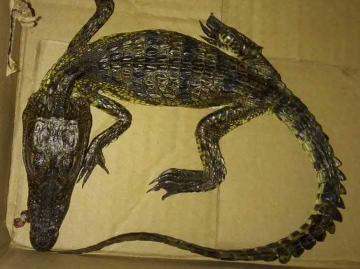 Fer_Ortega25's tweet photo. ¿POR QUÉ LAS AUTORIDADES SIGUEN PERMITIENDO ESTOS HORRORES EN EL MERCADO DE SONORA?
¡¡SON VIDAS Y TODA VIDA IMPORTA!!
¿POR QUÉ DEJAN QUE ESTAS ATROCIDADES, Y PEORES, CONTINÚEN? ¿A QUIÉN LE DEBEN E$$$$TO?
#CddeMx
@Claudiashein
@A_VCarranza
@PAOTmx
@LetyVarela
@greenpeacemx https://t.co/sqdJ4so5Ao
