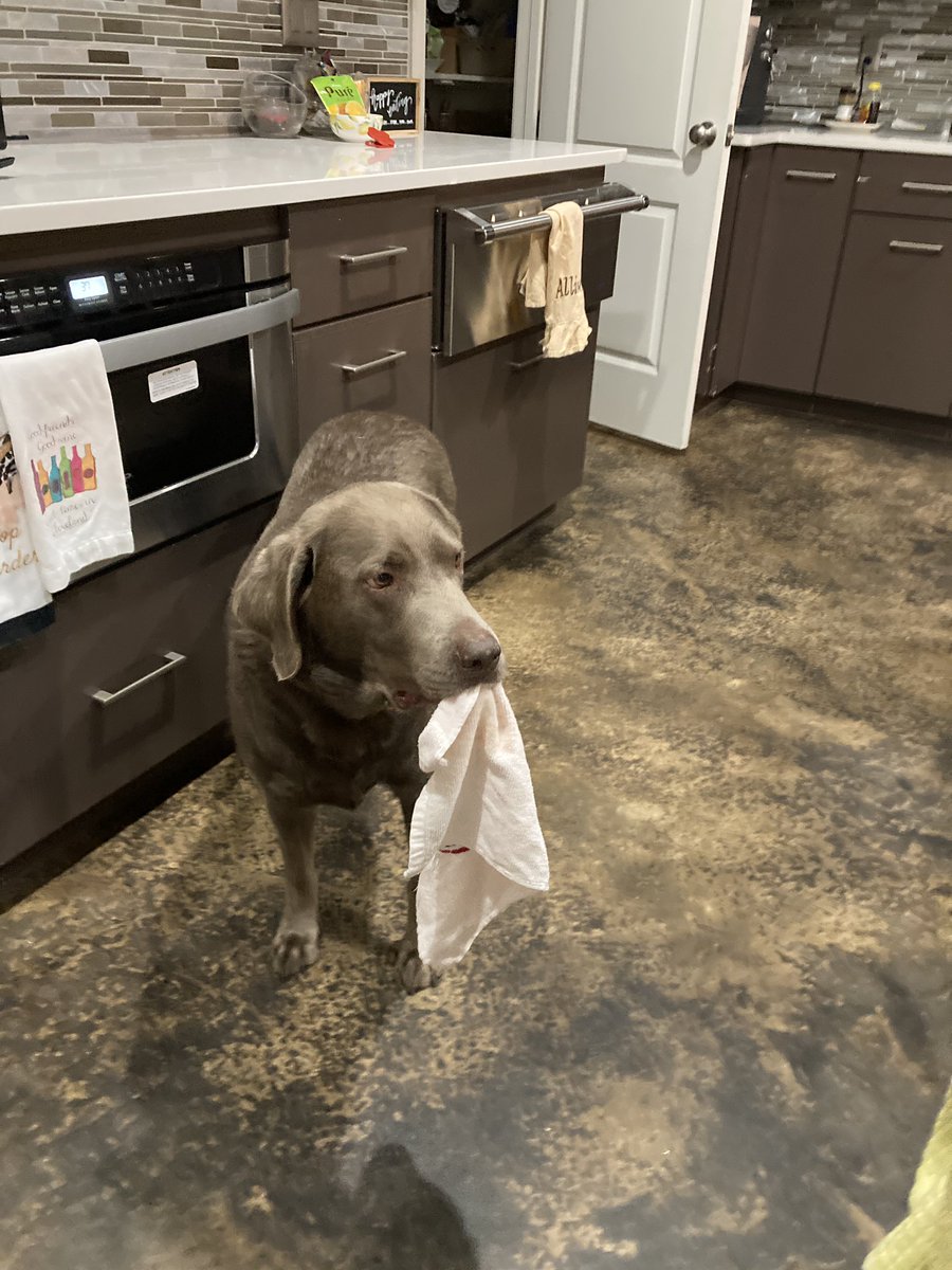 LabTitus's tweet photo. Duo #Tituscapers tonight!! Mez got a 🧦 and a towel!! Whoof 🙌 woof woof!! All under mommy’s not so watchful eye! #sockcrack #sockaholic #socknicking #towelthief #towelThursday #silverdogsoftwitter #SilverDogsofTwitter #dogsoftwitter #DogsofTwittter https://t.co/nO5GThoQ6c