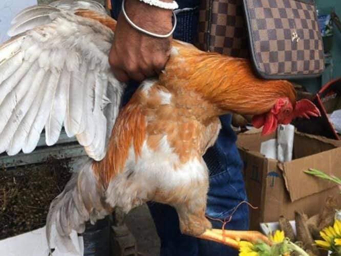 Fer_Ortega25's tweet photo. ¿POR QUÉ LAS AUTORIDADES SIGUEN PERMITIENDO ESTOS HORRORES EN EL MERCADO DE SONORA?
¡¡SON VIDAS Y TODA VIDA IMPORTA!!
¿POR QUÉ DEJAN QUE ESTAS ATROCIDADES, Y PEORES, CONTINÚEN? ¿A QUIÉN LE DEBEN E$$$$TO?
#CddeMx
@Claudiashein
@A_VCarranza
@PAOTmx
@LetyVarela
@greenpeacemx https://t.co/iAAdvHUj3h