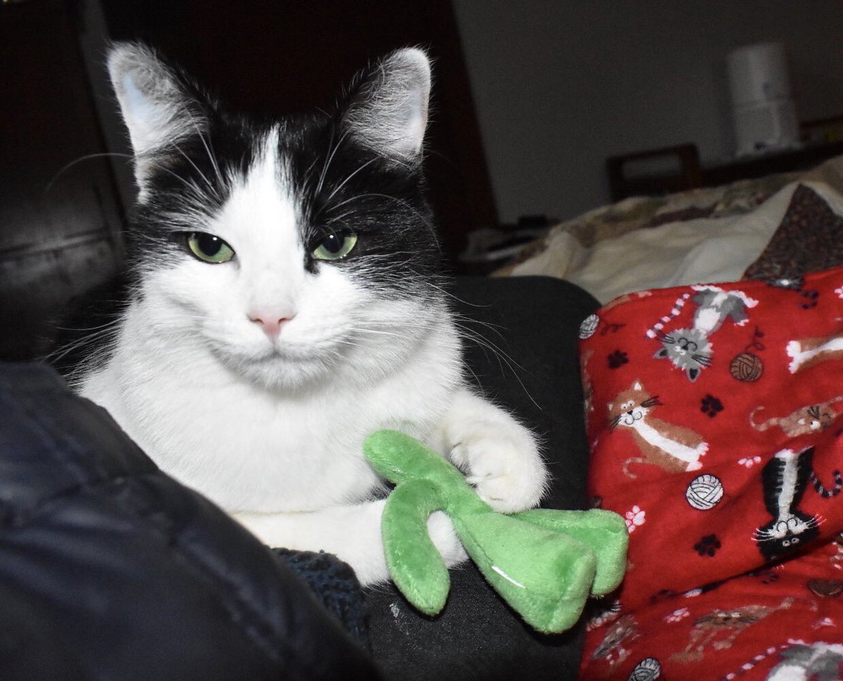 MacNutTheCat's tweet photo. Today was mai Birdday! I’m 1!
 I got sum new toiz. 
I did not want to co oprate wit da papa-rozzy
Becuz my right ear had bedhed. #CatsOfTwitter https://t.co/VPib5g9d85