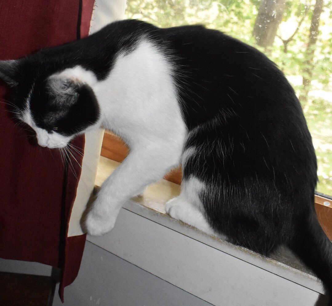 MacNutTheCat's tweet photo. Today was mai Birdday! I’m 1!
 I got sum new toiz. 
I did not want to co oprate wit da papa-rozzy
Becuz my right ear had bedhed. #CatsOfTwitter https://t.co/VPib5g9d85