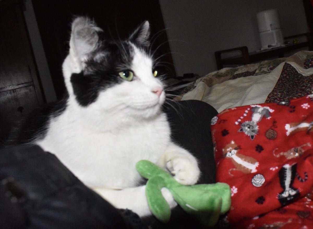 MacNutTheCat's tweet photo. Today was mai Birdday! I’m 1!
 I got sum new toiz. 
I did not want to co oprate wit da papa-rozzy
Becuz my right ear had bedhed. #CatsOfTwitter https://t.co/VPib5g9d85