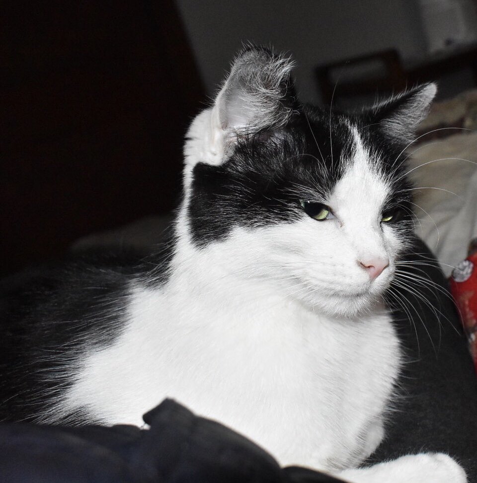 MacNutTheCat's tweet photo. Today was mai Birdday! I’m 1!
 I got sum new toiz. 
I did not want to co oprate wit da papa-rozzy
Becuz my right ear had bedhed. #CatsOfTwitter https://t.co/VPib5g9d85