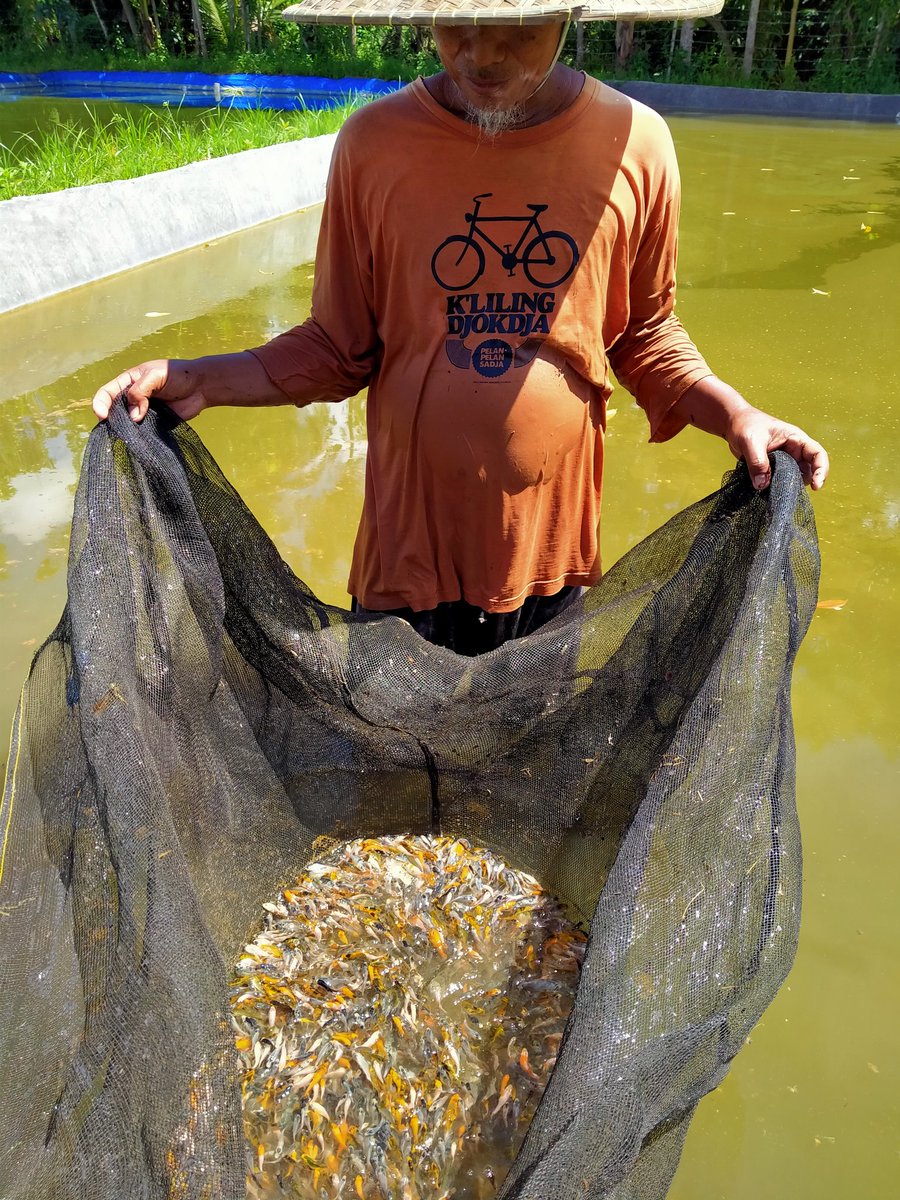 Wawan_s63's tweet photo. Kamis (04/11), Wawan Setiawan, Luhkan Kab. Lombok Tengah, di Pokdakan Satu Hati Desa Teratak, mendampingi Panen Benih Ikan Koi, kolam tanah, sebanyak 1750 ekor, luas kolam 200 m2, size panen 2-3 cm/ekor, harga Rp. 1000 / ekor. 
#GiatLuhkanSatminkalGONDOL #LuhLapor #LomTeng #Panen https://t.co/zHT0Vdn6Rn