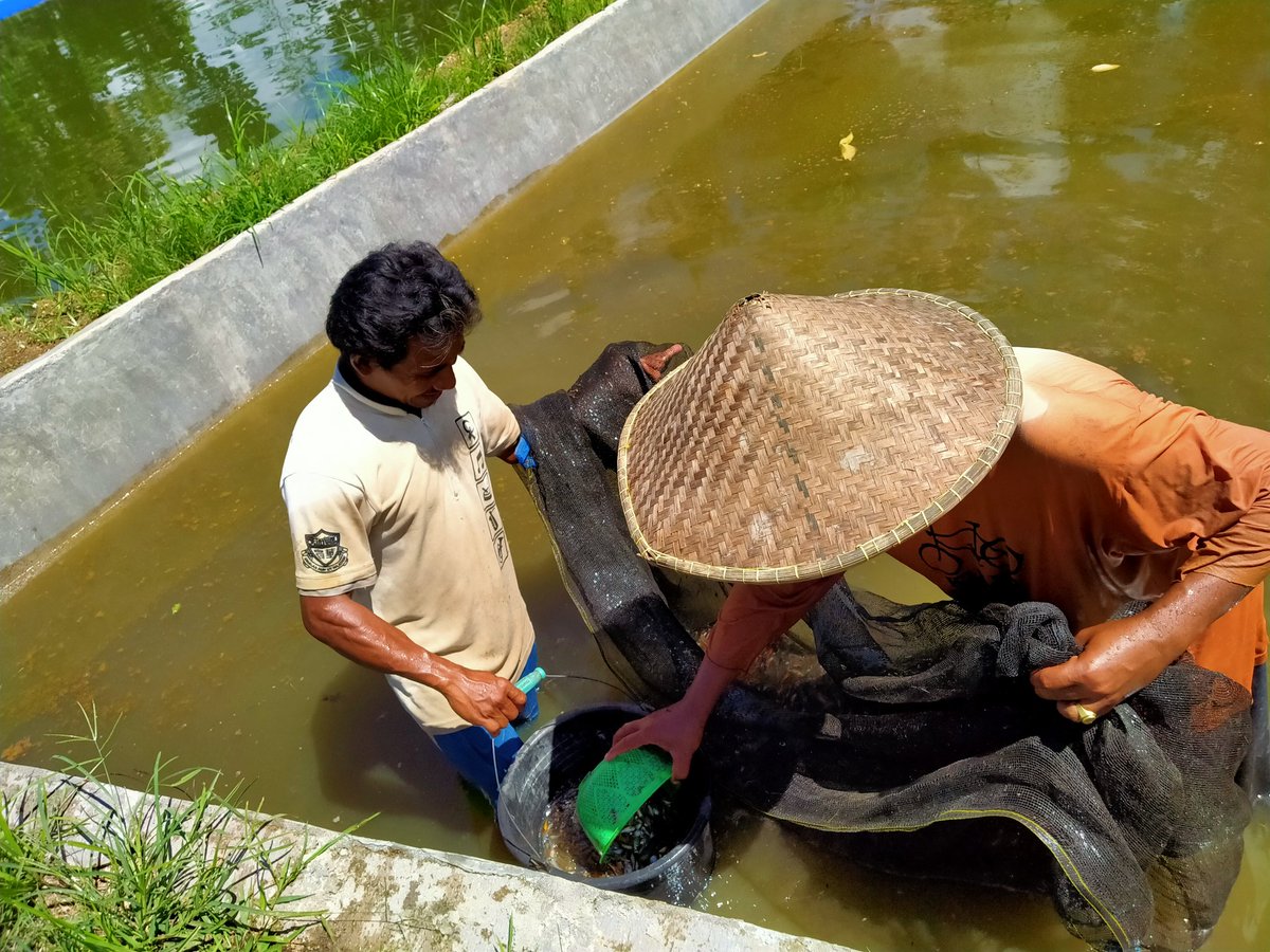 Wawan_s63's tweet photo. Kamis (04/11), Wawan Setiawan, Luhkan Kab. Lombok Tengah, di Pokdakan Satu Hati Desa Teratak, mendampingi Panen Benih Ikan Koi, kolam tanah, sebanyak 1750 ekor, luas kolam 200 m2, size panen 2-3 cm/ekor, harga Rp. 1000 / ekor. 
#GiatLuhkanSatminkalGONDOL #LuhLapor #LomTeng #Panen https://t.co/zHT0Vdn6Rn