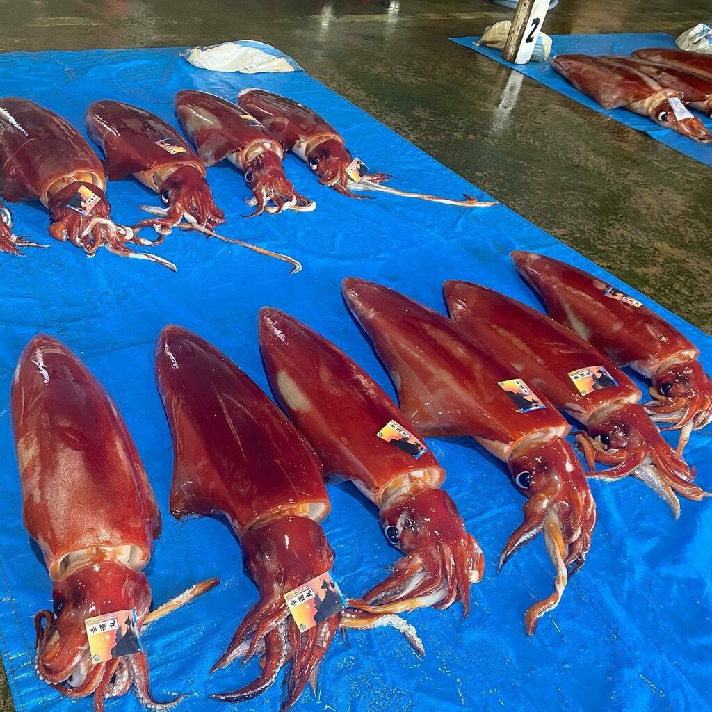 有 山米鮮魚 公式 今朝の競り 秋から冬が旬の大型烏賊 アカイカ 冷凍するとさらに美味しくなると言われているイカです 山米鮮魚 浜坂港 諸寄港 新温泉町 但馬 山陰 鮮魚 タルイカ ソデイカ 赤イカ アカイカ T Co Euatu