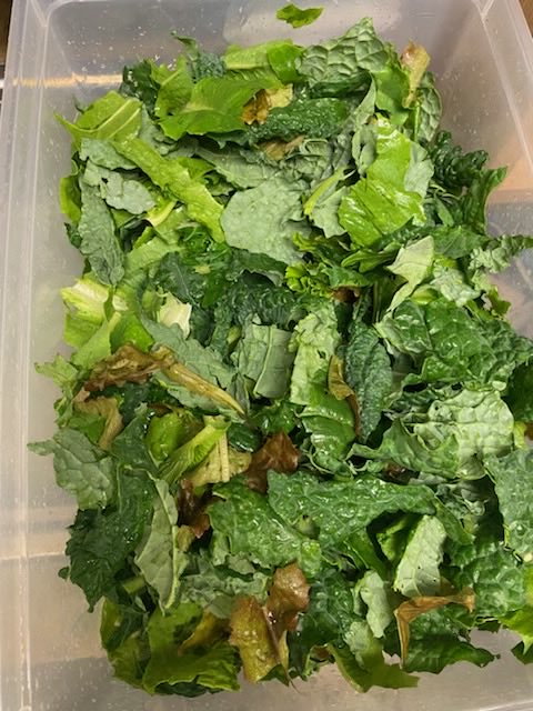 Sts harvested the garden for a salad bar party! They so enjoyed eating the fruits of their labor! #sycamoreyr5 #IsmDSISD #SproUTing