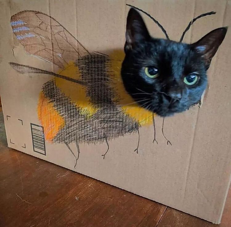 mic57330021's tweet photo. Je suis un chat beille😂😂😂 https://t.co/HwTYubya1U