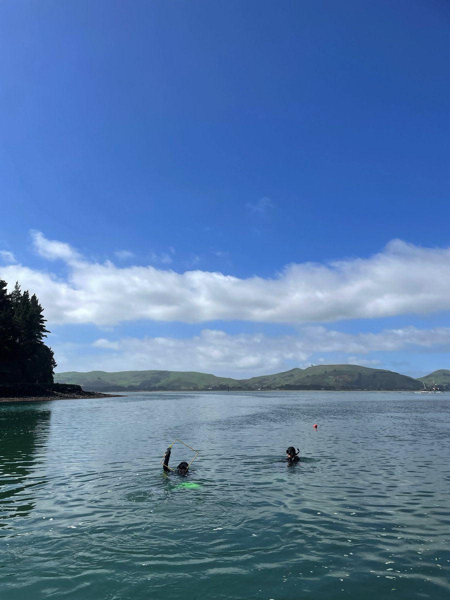 “14 degrees sounds tropical for diving” stuff I never thought I would say. Now I rejoice whenever the Otago harbour throws a double digit water temp at you compared to its 8 degrees winter one.