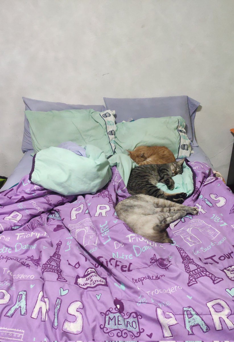 nosoyunasandiia's tweet photo. A poco no tengo la cama más genial de vida con mis gatitos preciosos!
De arriba hacia abajo son:
Danilo Barush
Francisco "N"
Darcy Belén
#CatsOfTwitter #gatosdetwitter #gatitos #Barush #Francisco #DarcyBelén #goodnight #París #love #catlover #cats #cat https://t.co/UzdkGQGUsU