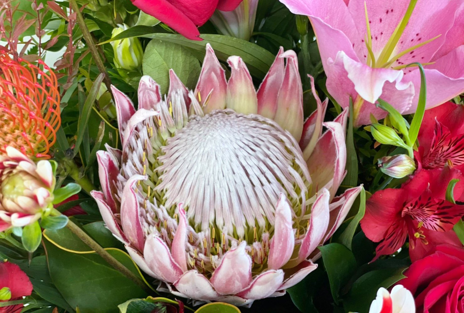 花 今日の誕生花 プロテア 花言葉 豊かな心 左 Before 右 After ๑ ლ ๑ ﾌﾌ 12時 プロテア ﾅｴ ドライフラワー はな Tlを花でいっぱいにしよう T Co 44z7mqvtuz Twitter