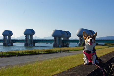 ウルトラワンコ Gex3hm Twitter