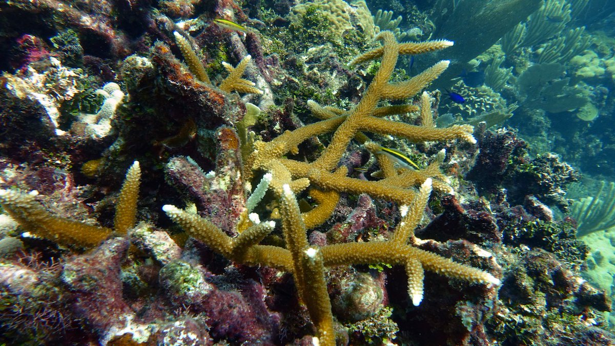 SteinhartBart's tweet photo. Interesting find on today's dive in Roatán: this Acropora "prolifera" coral is a hybrid of staghorn (A. cervicornis) and elkhorn (A. palmata). Potential parents were nearby. All were actively growing and healthy. Even small colonies give me #HopeForReefs https://t.co/n3gsOZJSNU
