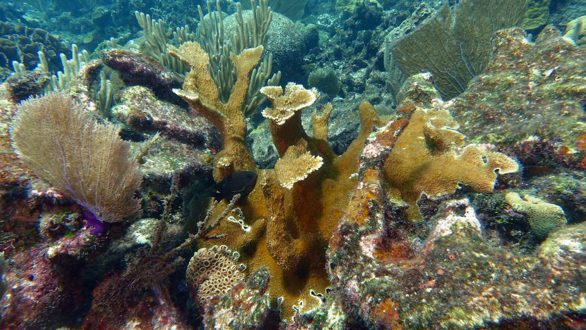 SteinhartBart's tweet photo. Interesting find on today's dive in Roatán: this Acropora "prolifera" coral is a hybrid of staghorn (A. cervicornis) and elkhorn (A. palmata). Potential parents were nearby. All were actively growing and healthy. Even small colonies give me #HopeForReefs https://t.co/n3gsOZJSNU