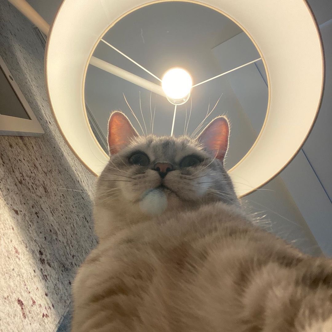 kpjmshark's tweet photo. วันนี้อุนยายโหวตให้มามี๊กันรึยังคับ🥺

I VOTE #MAMAVOTE FOR #lisa https://t.co/B8Tw32eLGa