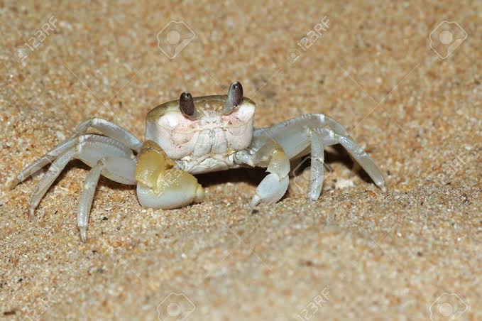 JASdoit6's tweet photo. ALAM BA NINYONG...ang mga ghost crab ay may ngipin sa tiyan nito?

Kung hindi pa nadurog at nanguya ang pagkain sa sipit at bunganga nito, meron pa silang huling alas—ang ngipin sa tiyan nito. Ito ang tinatawag na Ghost Crabs.

#Crabs #Animals #jasdoit

Ctto of the photo https://t.co/7onZwIQ6b8
