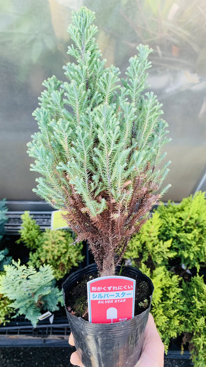 Top Tweets For シルバースター Twstalker Top Tweets For シルバースター Twstalker