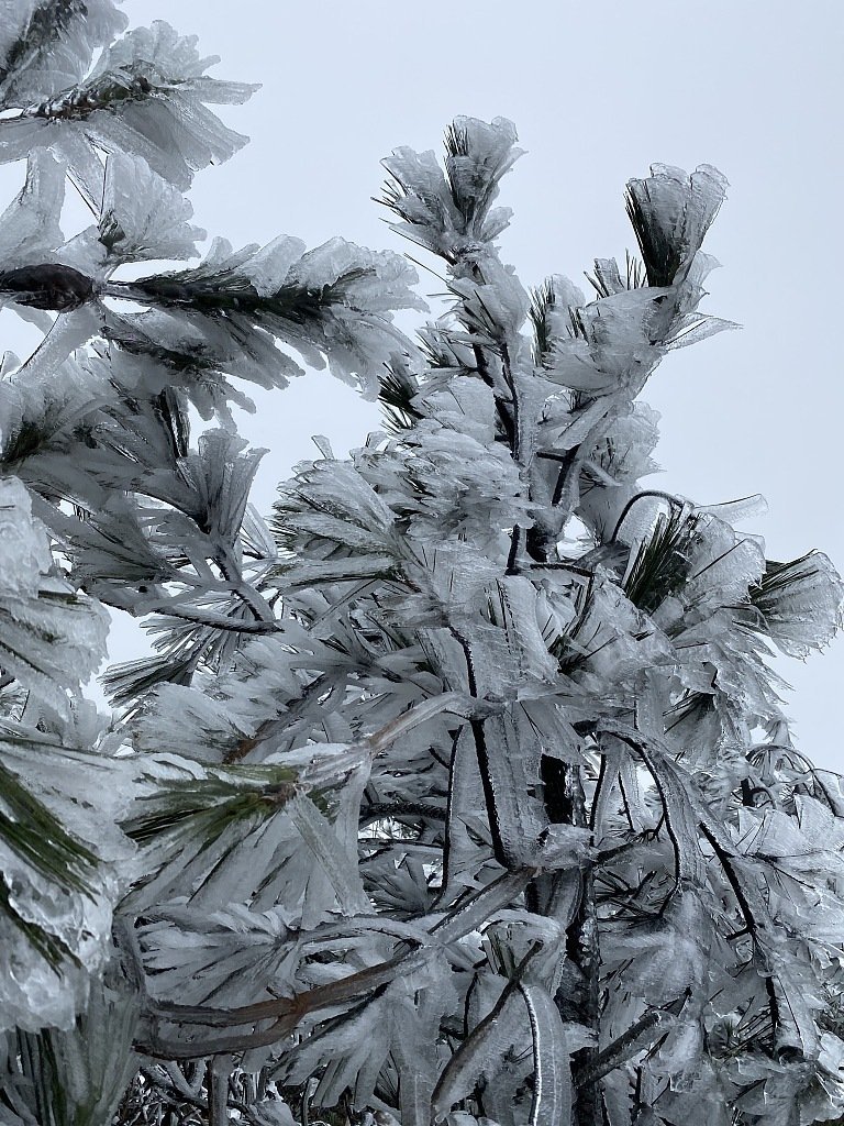 WindowonChina's tweet image. المشهد السحري للأشجار المغطاة بالصقيع في منطقة دونغشي ذات المناظر الخلابة بمقاطعة فوجيان بشرق الصين ، يجذب حشود السياح

 #中國  #China #Window_on_China  #中国之窗 
#الصين  #غرائب #سفر  #سياحة #نافذة_على_الصين