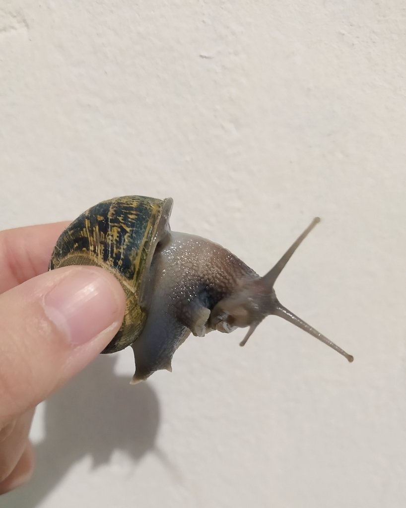 neoramin's tweet photo. I found an intruder at home https://t.co/EBuB3xKy4k