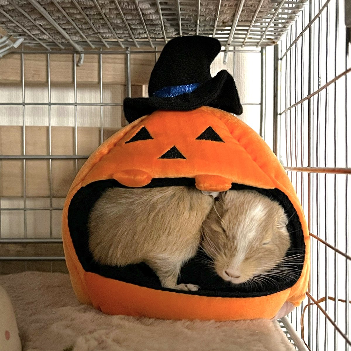 degukichisuke's tweet photo. ハロウィン終わったし、
ジャコランタン片したいけど、、

デグ兄弟が、
ギチギチに詰まるのが好きらしくて
片すに片せない〜〜〜🤣🎃笑

かわいいよおぉぉ愛おしい〜🤣💓

#デグー
#デグー好きさんと繋がりたい https://t.co/1HhqQrSHH7