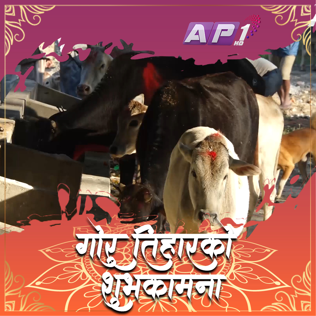 AP1HDTV's tweet photo. गोरु, गोवर्द्धन र हलो पूजाको शुभकामना
#GoruTihar #GobardanPuja #HappyTihar #ap1hd https://t.co/LCdzT9S1c3