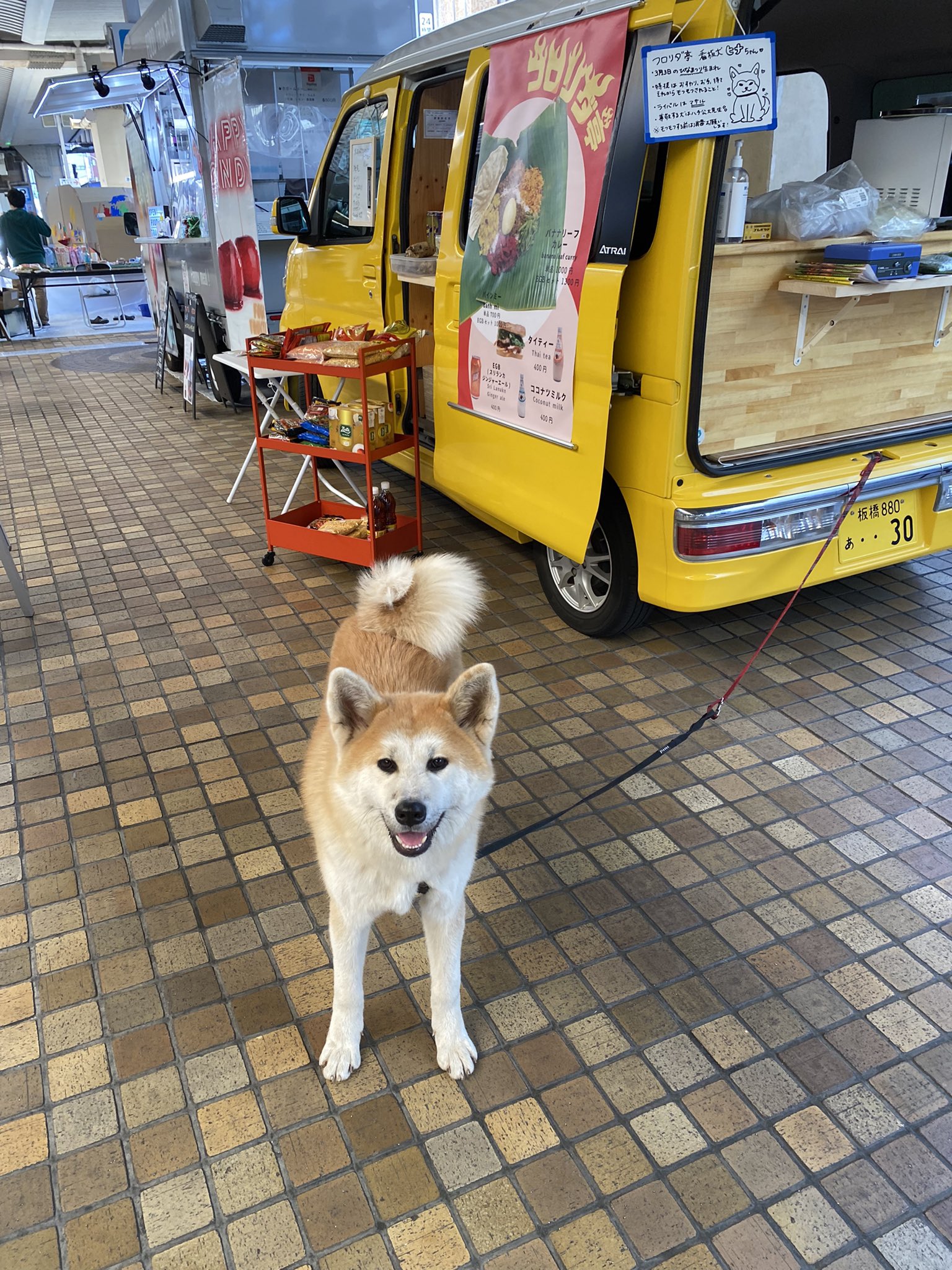 フロリダ亭 池袋サンシャインシティーにて3日間 11時 17時 遊びに来ております 南池袋のお越しお待ちしてます 秋田犬 フロリダ亭ひなちゃん 柴犬 池袋サンシャインシティー T Co F7f6jla93g Twitter