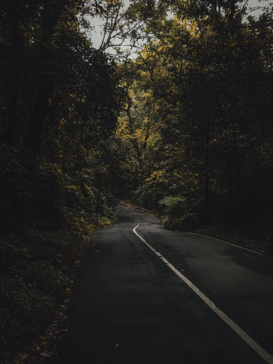 serenity of forest🍃

@NatureVSCO @VSCOblog @vsco 
#vsco #NaturePhotography #forest