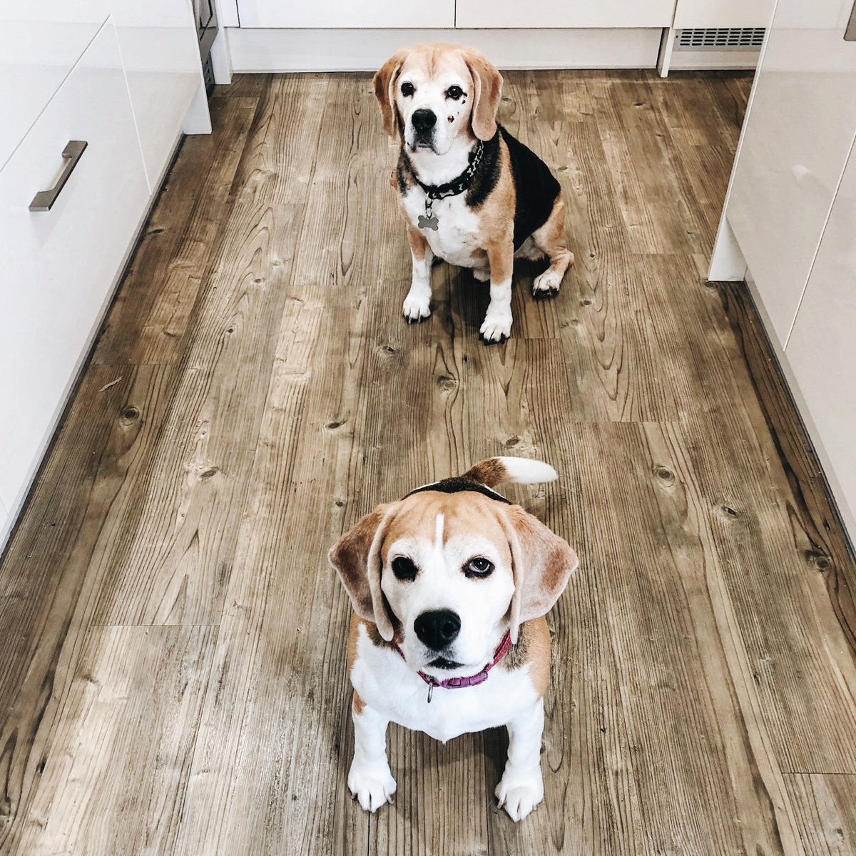 NEW BLOG POST: Relocating Pets From the UK to Australia Safely &amp; Easily with Airpets

wanderandluxe.com.au/transporting-p…

#expatlife #relocatingpets #flyingdogs #newblogpost
