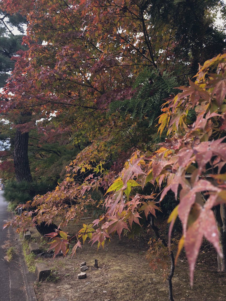 take36157175's tweet photo. 京都　光明院
今、求めてるものがここにある。。
気がする。。 https://t.co/z5SwAxE4Uy