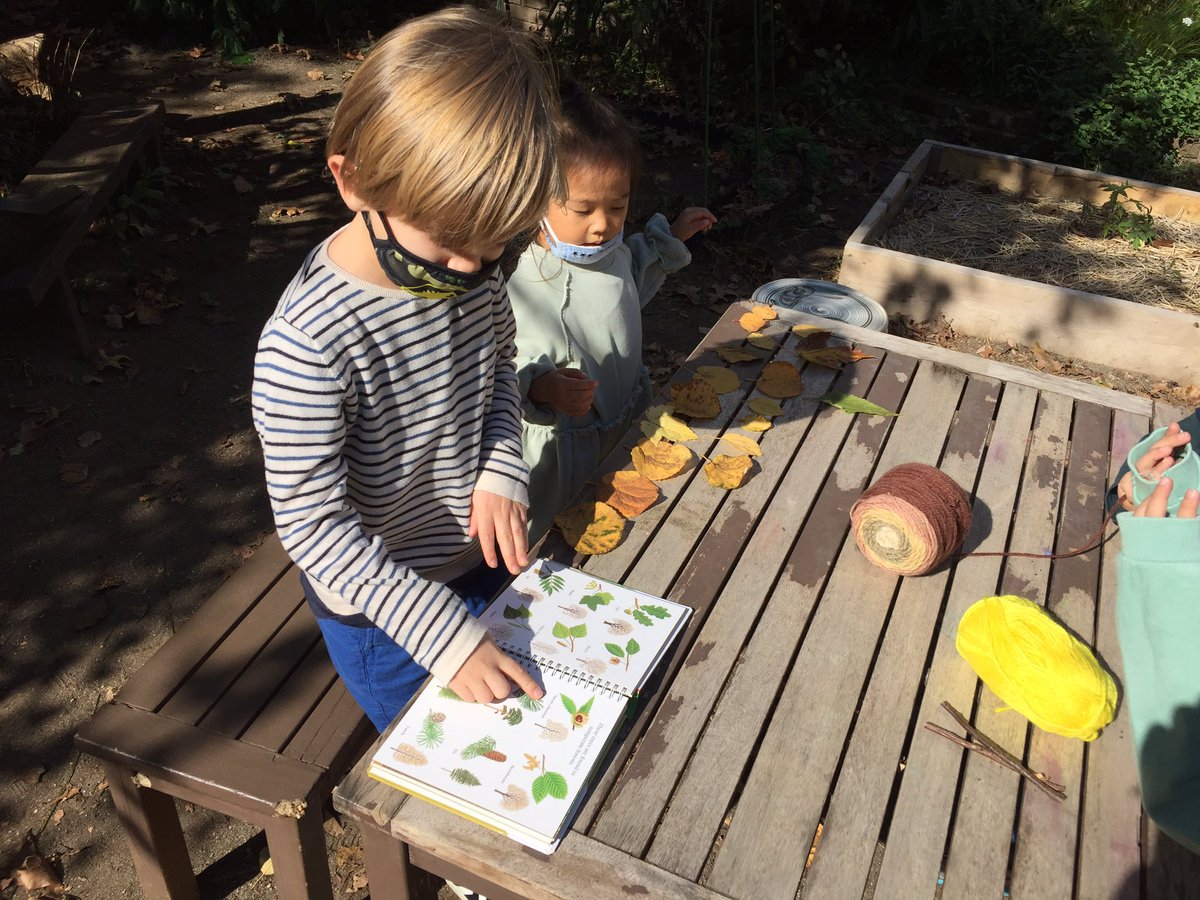 MSTokyoGarden's tweet photo. Trying to identify the leaves they found on the ground.
#WeAreMST #MSTgarden #MSTNature https://t.co/4rBzqCBOLQ
