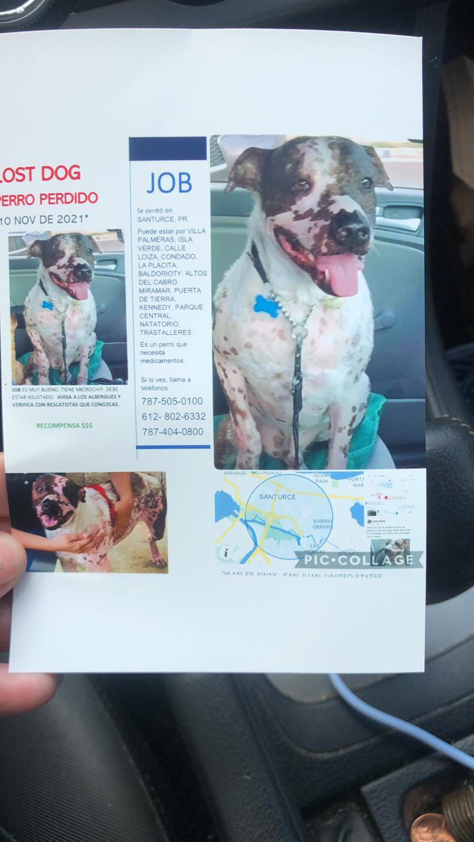 waltersotoleon's tweet photo. Ayuda: perrito desaparecido en el área de Santurce. Responde al nombre de Job, pudiera estar en Ocean Park o Isla Verde. Más información al 787-587-3925 https://t.co/1ITnQTjmCJ