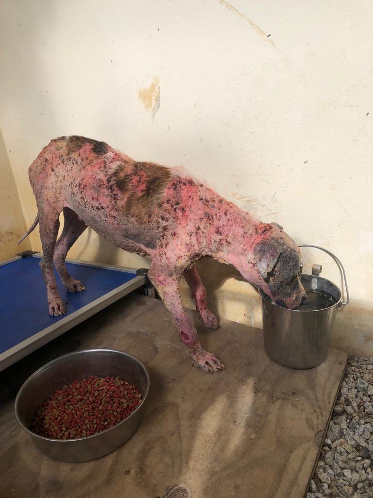 waltersotoleon's tweet photo. Ayuda: perrito desaparecido en el área de Santurce. Responde al nombre de Job, pudiera estar en Ocean Park o Isla Verde. Más información al 787-587-3925 https://t.co/1ITnQTjmCJ