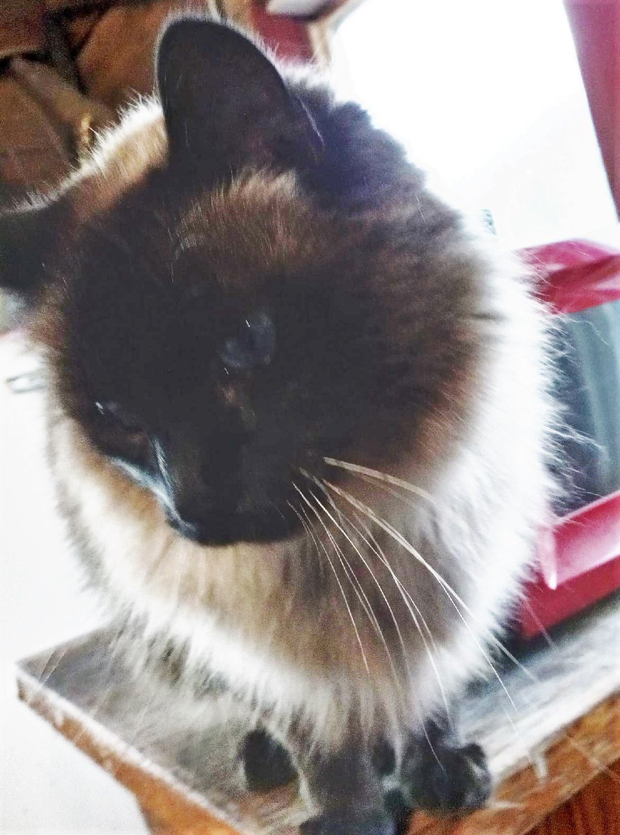 RanchEmu's tweet photo. It's a cool 32 here in Kalispell; however, Pookie and Tippy are warm and ready for snacks. #montanaemuranch #montana #emu #emus #emulove #emuoil #cats #pets #strays #ranchanimals https://t.co/Vm8zsi3oWX